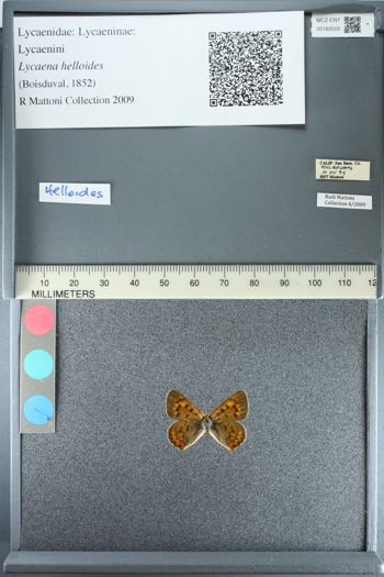 Media type: image;   Entomology 183550